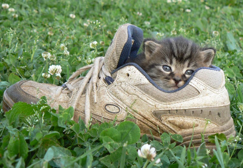 Little kitten in the sport shoe. Little kitten in the sport shoe