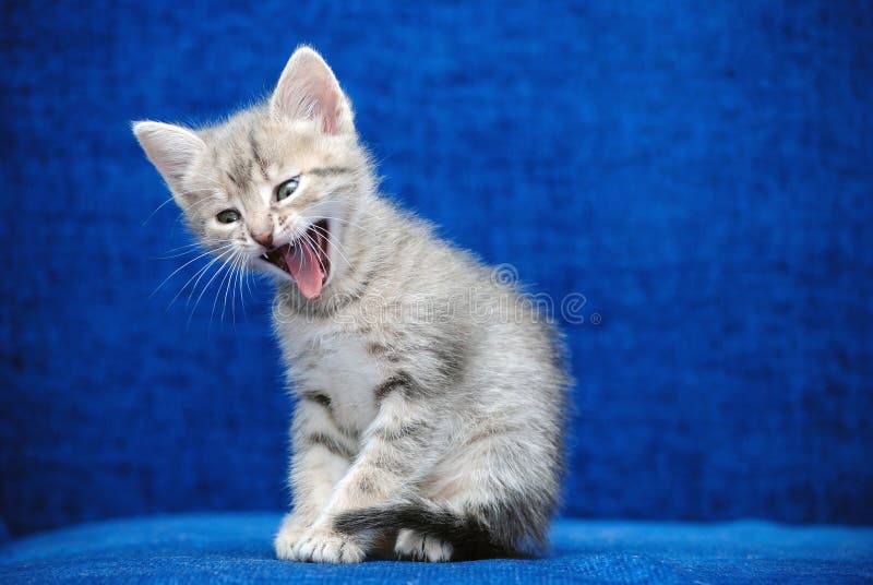 Kitten shouts on a blue background