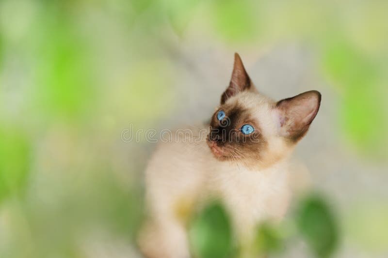 Kitten Siamese Cat stock photo. Image of whiskers, exotic 99659724