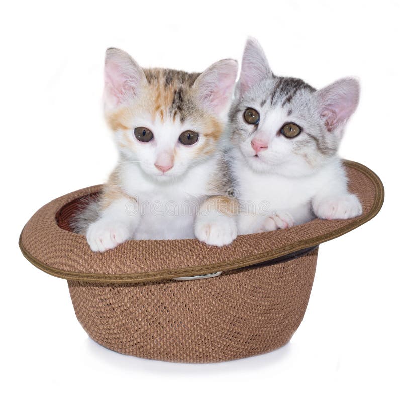 Funny kitten in top hat stock photo. Image of coltish 34262282