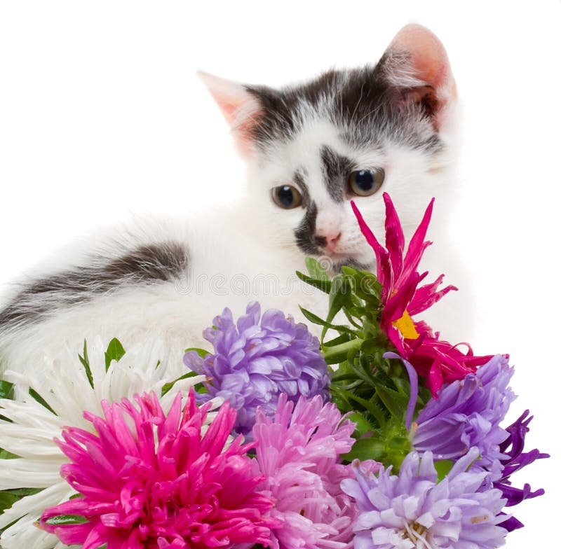 Kitten sitting near flowers