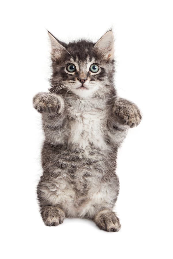 Kitten Sitting Up Raising Paws Stock Photo - Image: 71579518