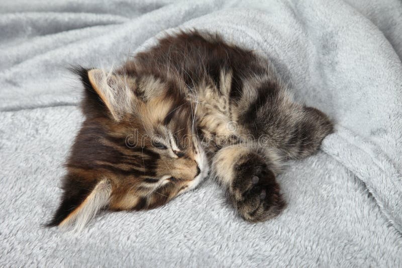 Kitten sleep under blanket stock photo. Image of blanket 41172732