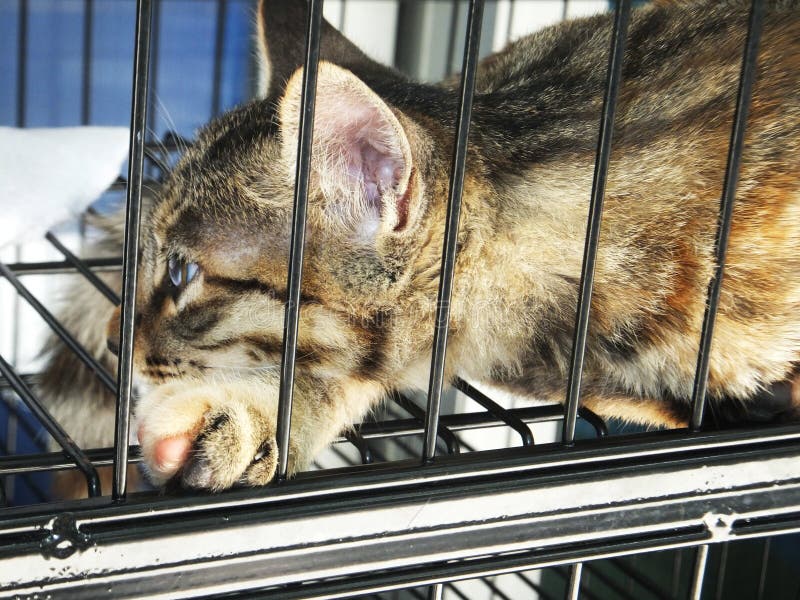 The Kitten is Sleeping, Lying in the Cage, Very Cute Stock Image