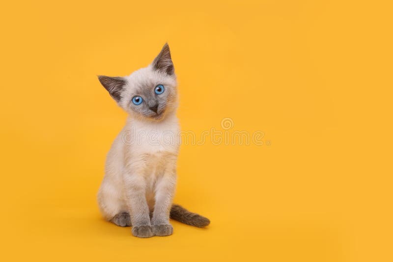Kitten Smiling With Head Tilted siamese su fondo giallo fotografia stock libera da diritti Kitten Smiling With Head Tilted siamese su fondo giallo fotografia stock libera da diritti