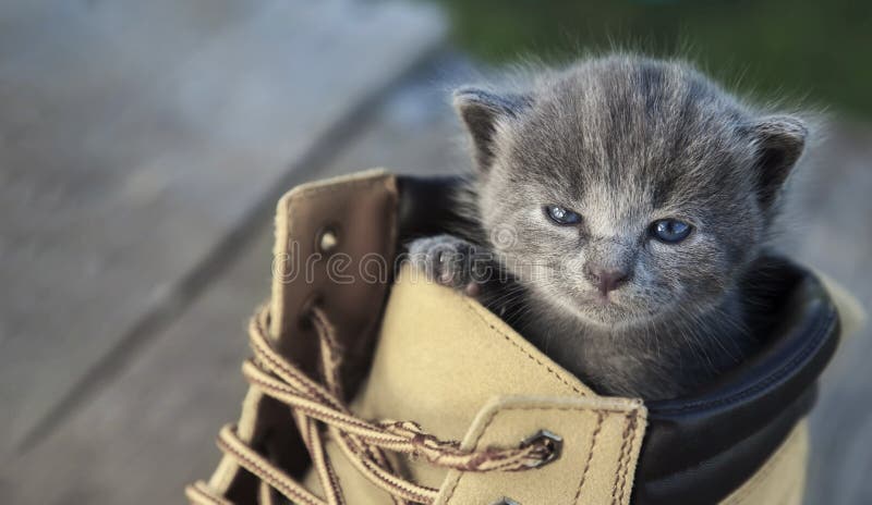 Kitten with a smoky color and blue eyes in the boot, in the nature on the background of summer green