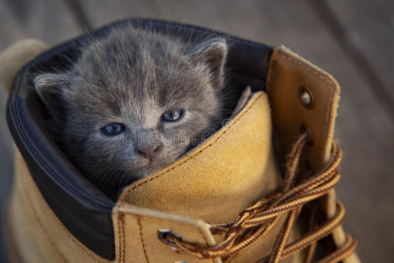 Kitten with a smoky color and blue eyes in the boot, in the nature on the background of summer green.