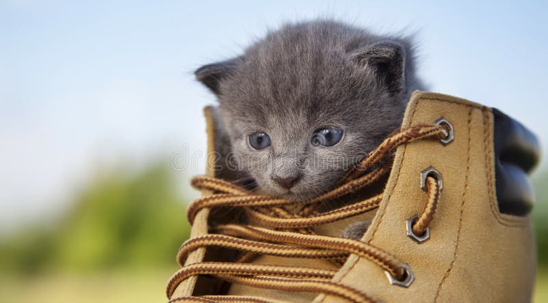 Kitten with a smoky color and blue eyes in the boot, in the nature on the background of summer green.