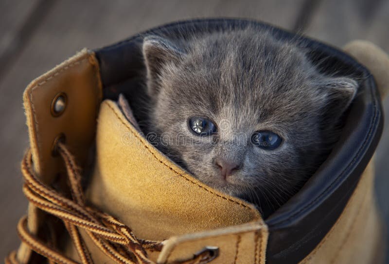 kitten with a smoky color and blue eyes in the boot, in the nature on the background of summer green. kitten with a smoky color and blue eyes in the boot, in the nature on the background of summer green.