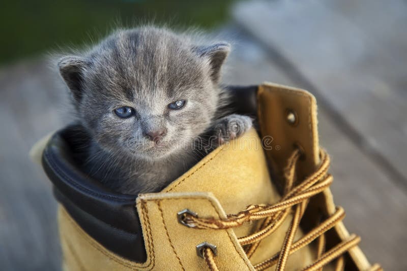 Kitten with a smoky color and blue eyes in the boot, in the nature on the background of summer green. Kitten with a smoky color and blue eyes in the boot, in the nature on the background of summer green
