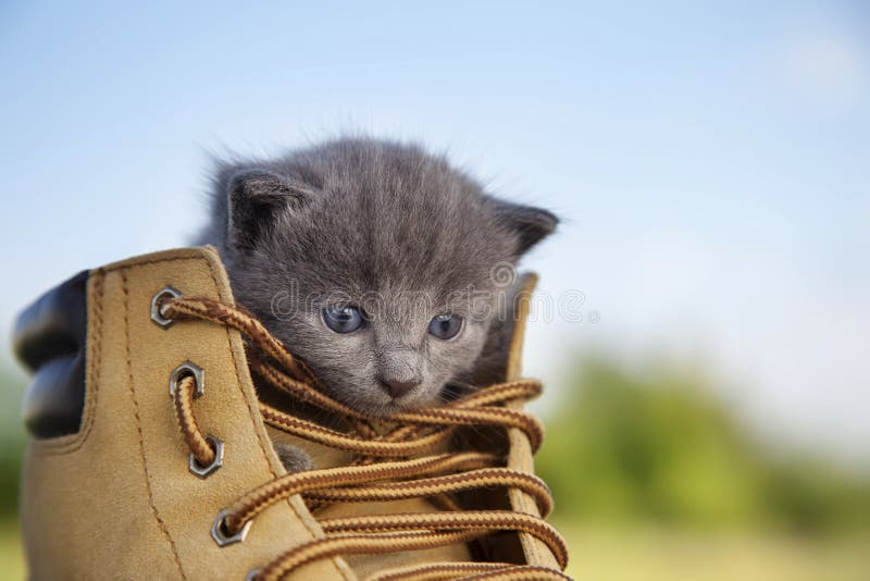 The kitten with a smoky color and blue eyes in the boot, in the nature on the background of summer green. The kitten with a smoky color and blue eyes in the boot, in the nature on the background of summer green