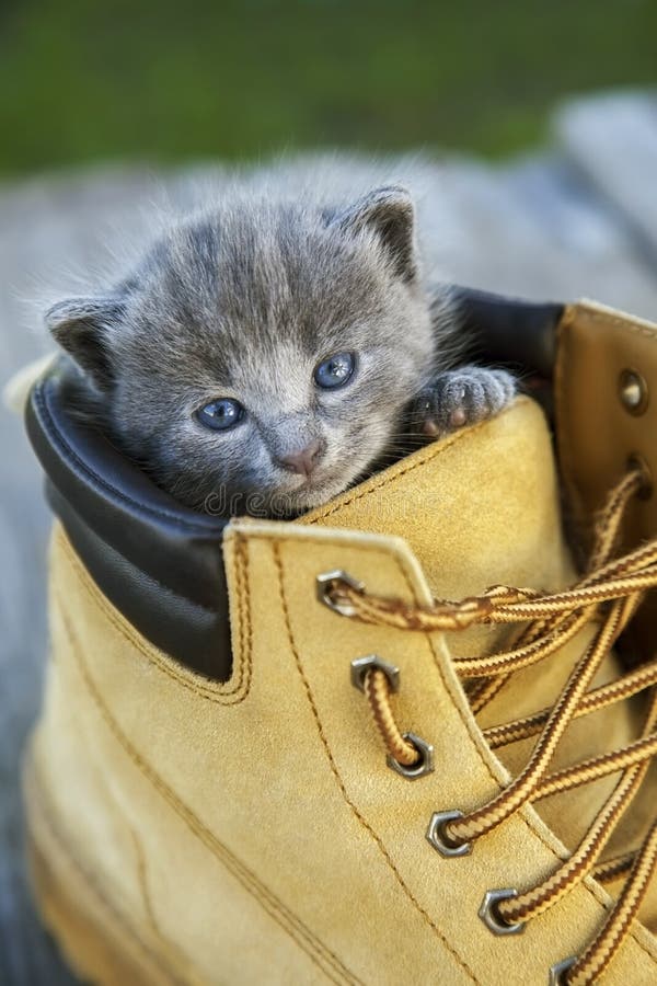 Kitten with a smoky color and blue eyes in the boot, in the nature on background of summer green. Kitten with a smoky color and blue eyes in the boot, in the nature on background of summer green