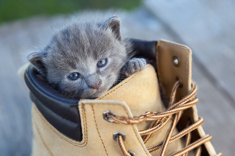 Kitten with a smoky color and blue eyes in the boot, in the nature on the background of summer green. Kitten with a smoky color and blue eyes in the boot, in the nature on the background of summer green