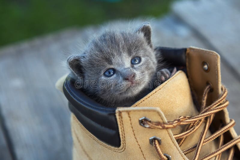 Kitten with a smoky color and blue eyes in the boot, in the nature on the background of summer green. Kitten with a smoky color and blue eyes in the boot, in the nature on the background of summer green