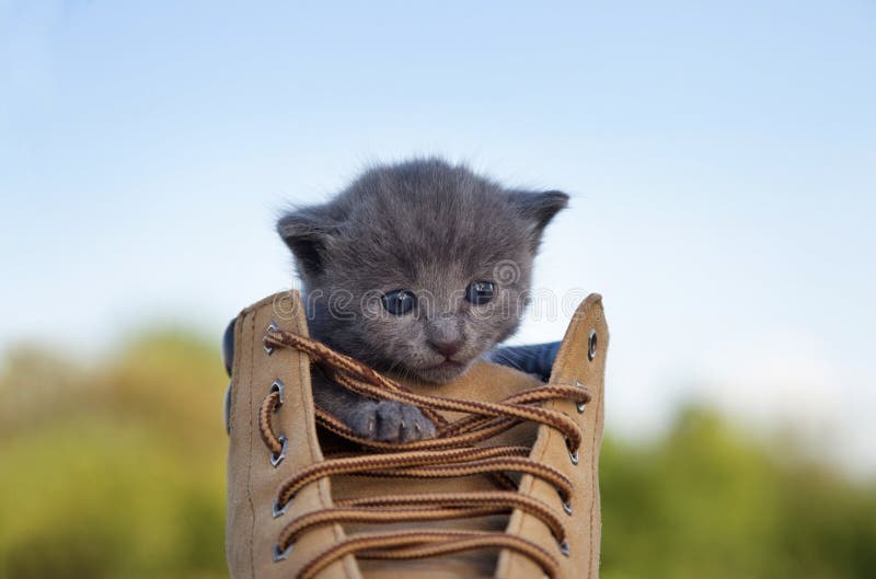 Kitten with a smoky color and blue eyes in the boot, in the nature on the background of summer green. Kitten with a smoky color and blue eyes in the boot, in the nature on the background of summer green