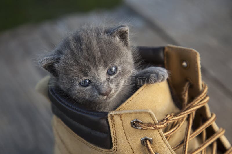 Kitten with a smoky color and blue eyes in the boot, in the nature on the background of summer green. Kitten with a smoky color and blue eyes in the boot, in the nature on the background of summer green