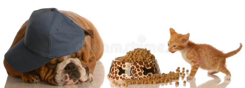 Kitten sneaking up on puppy royalty free stock image Kitten sneaking up on puppy royalty free stock image