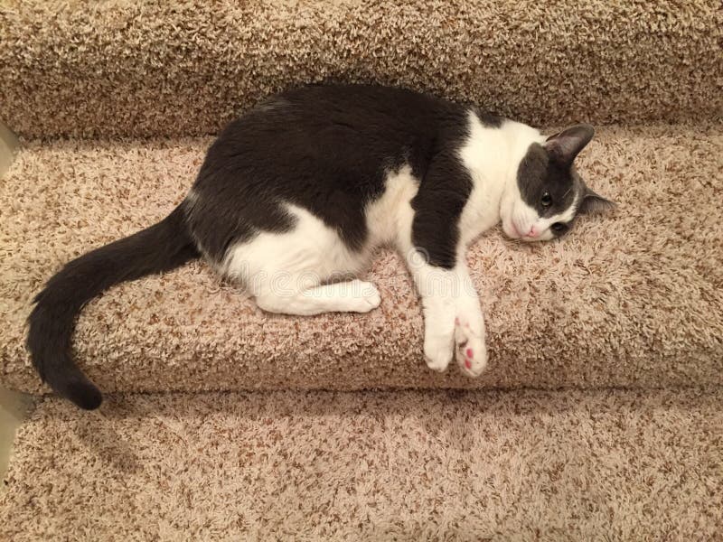 Kitten on stairs stock image. Image of relaxing, resting 74114715
