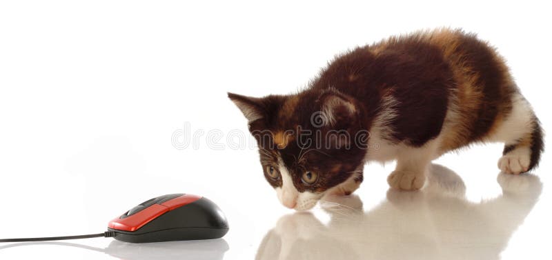 Kitten stalking computer mouse