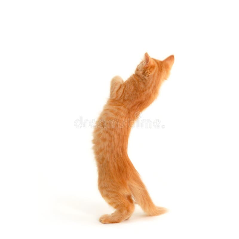 Kitten standing stock photo. Image of domestic, haired 15378658