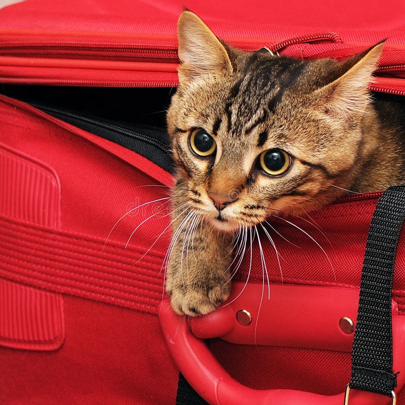 Cat in suitcase stock image. Image of journey, catling 12272577
