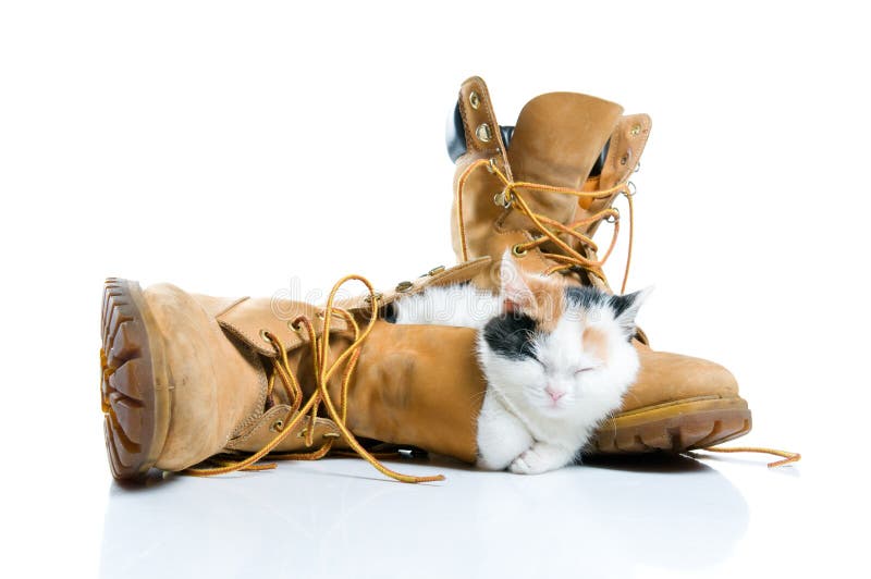 Adorable little kitten sleeping inside a pair of boots isolated on white background. Adorable little kitten sleeping inside a pair of boots isolated on white background