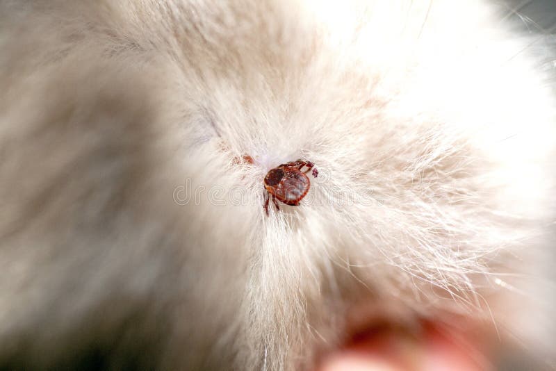 Kitten With Ticks. Ticks Attached To Cat Skin. Tick Bite. Stock Image