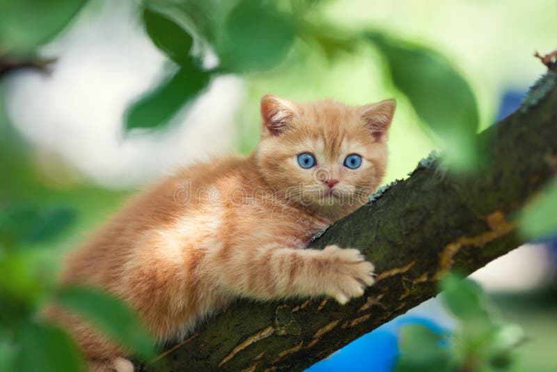 Kitten on the tree