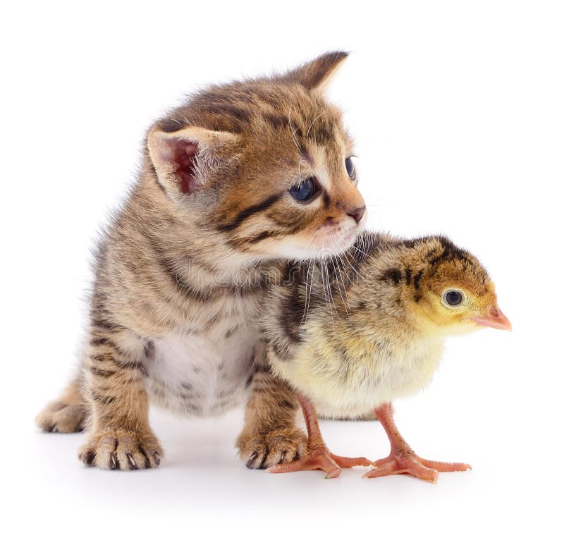 Kitten and turkey stock photo. Image of playful, cute 166230960
