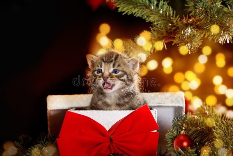 Kitten With Christmas Hat Sitting In Snow Stock Photo - Image of tabby ...