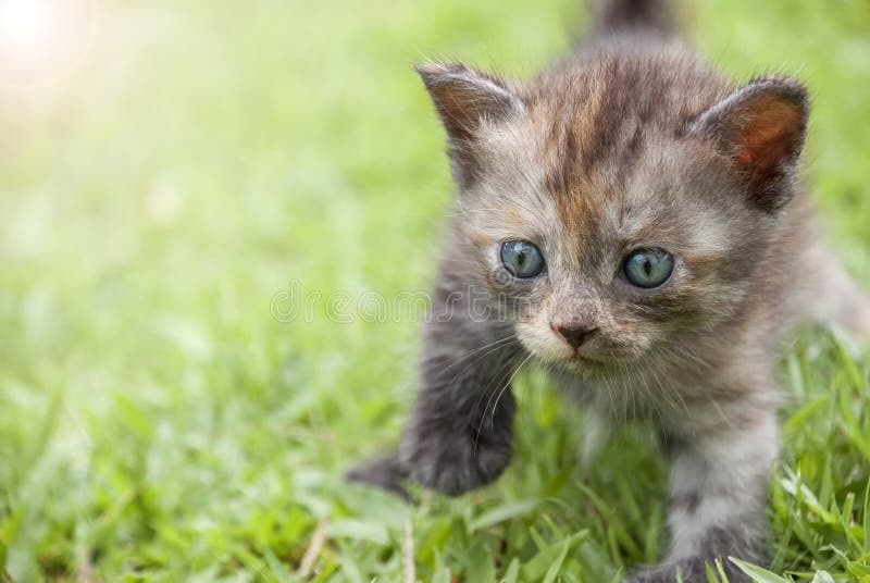 Kitten Walk on Green Grass. Stock Image Image of walk, grey 93997121