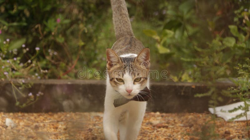 Kitten Walking no jardim com curva grande imagens de stock royalty free Kitten Walking no jardim com curva grande imagens de stock royalty free