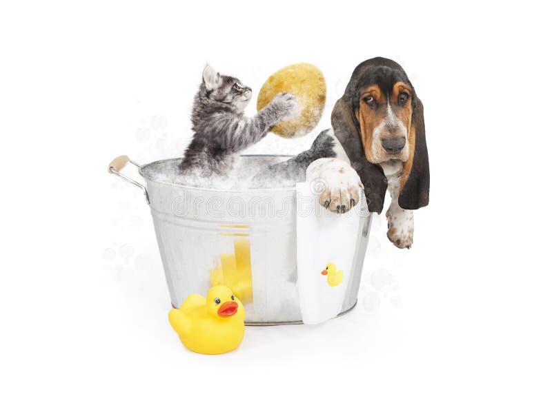 Funny photo of a kitten washing the back of a dog in a tub. Funny photo of a kitten washing the back of a dog in a tub