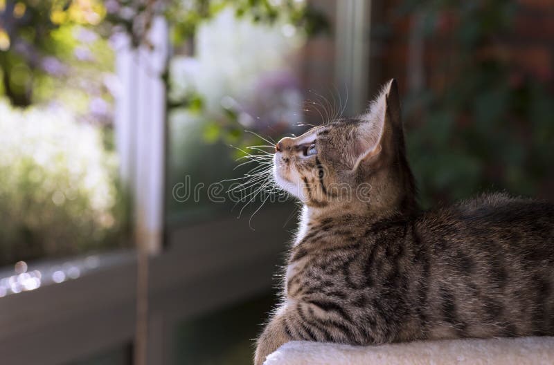 Kitten watching birds and plants from his balcony