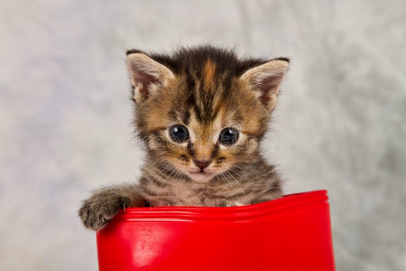 Kitten in water shoe kitten gumboot flower funny