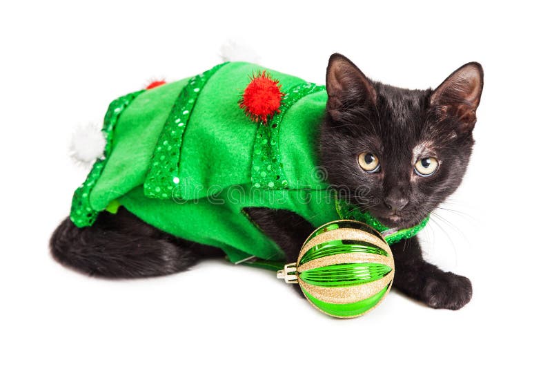 Kitten Wearing Christmas Tree Outfit linda foto de archivo Kitten Wearing Christmas Tree Outfit linda foto de archivo