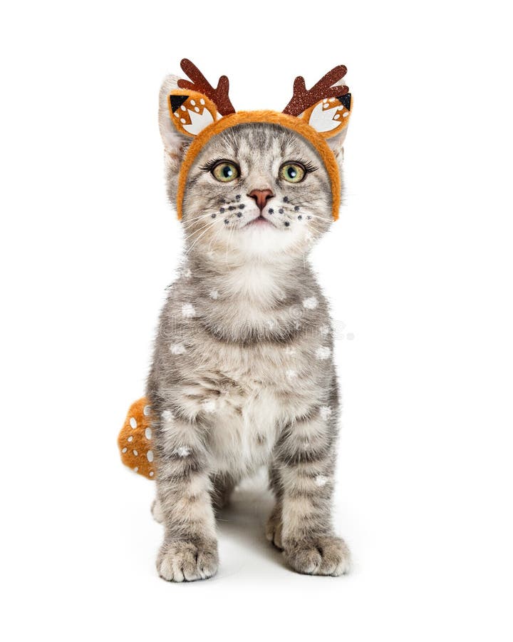 Kitten Wearing Deer Halloween Costume mignonne photo libre de droits Kitten Wearing Deer Halloween Costume mignonne photo libre de droits