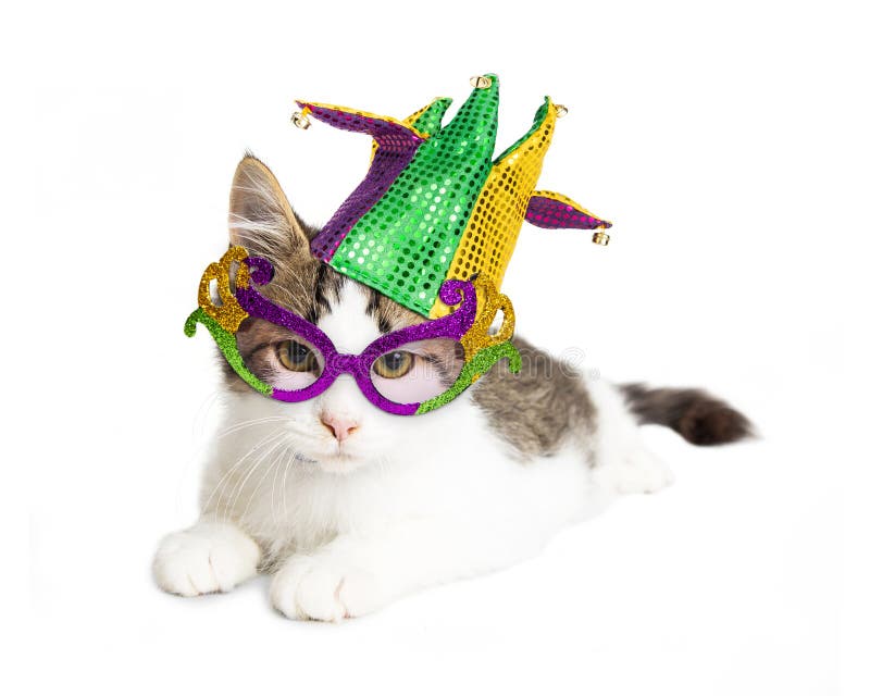 Kitten Wearing Mardi Gras Hat et verres photographie stock libre de droits Kitten Wearing Mardi Gras Hat et verres photographie stock libre de droits