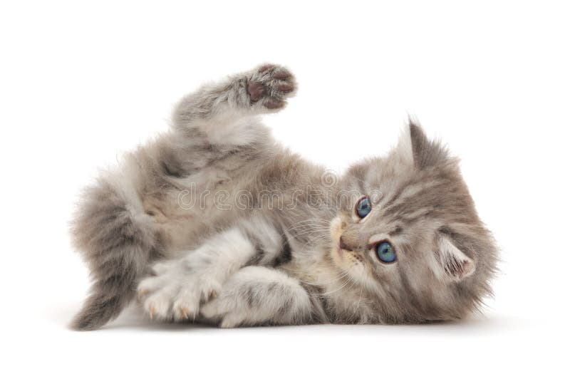 Kitten on a white background