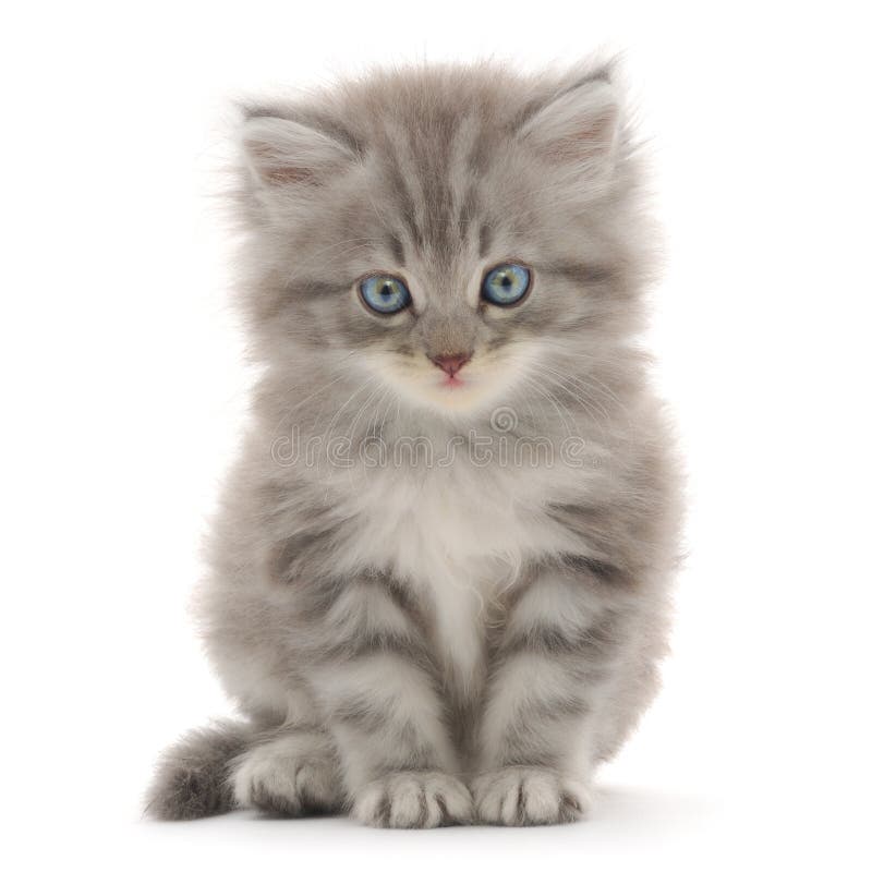 521,547 Cute Cat Kitten Stock Photos - Free & Royalty-Free Stock Photos  from Dreamstime