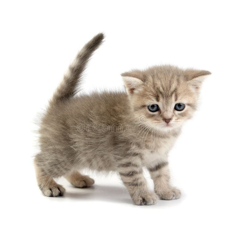 Kitten on a white background