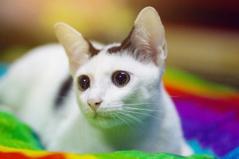 Kitten White Cat Sitting and Enjoy on Colorful Cushions Stock Photo