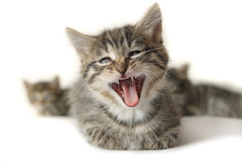 Kitten with wide open mouth