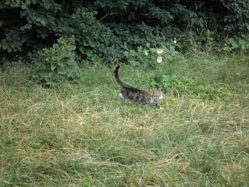 A kitten in the wild. stock photo. Image of kitten, dense - 109843714