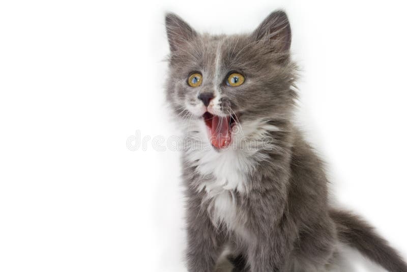 Kitten Yawning