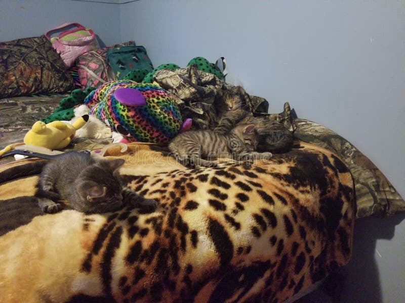 kittens immagini stock libere da diritti kittens immagini stock libere da diritti