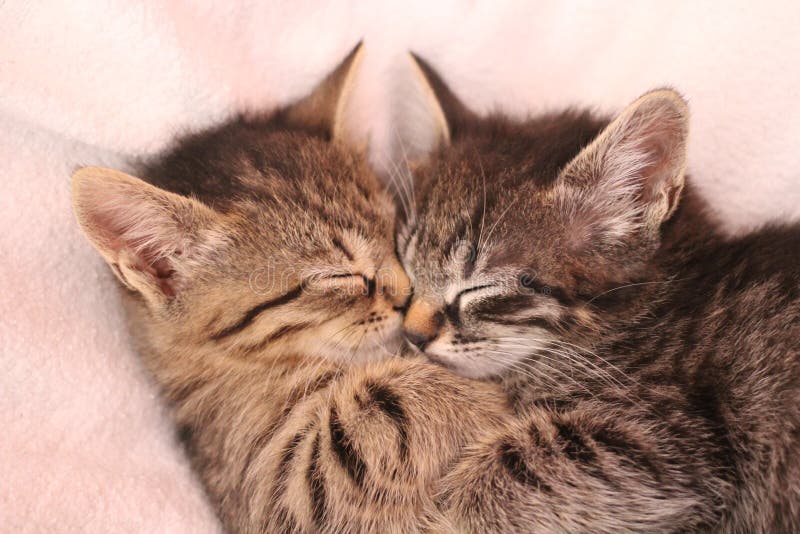 kittens immagine stock kittens immagine stock