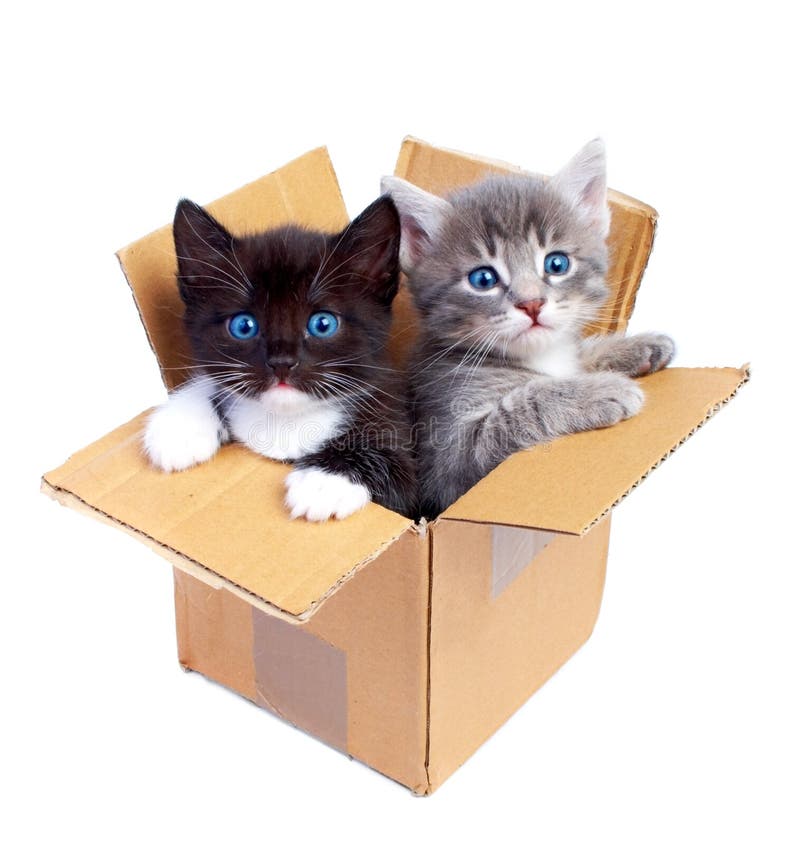 Kittens stock photo