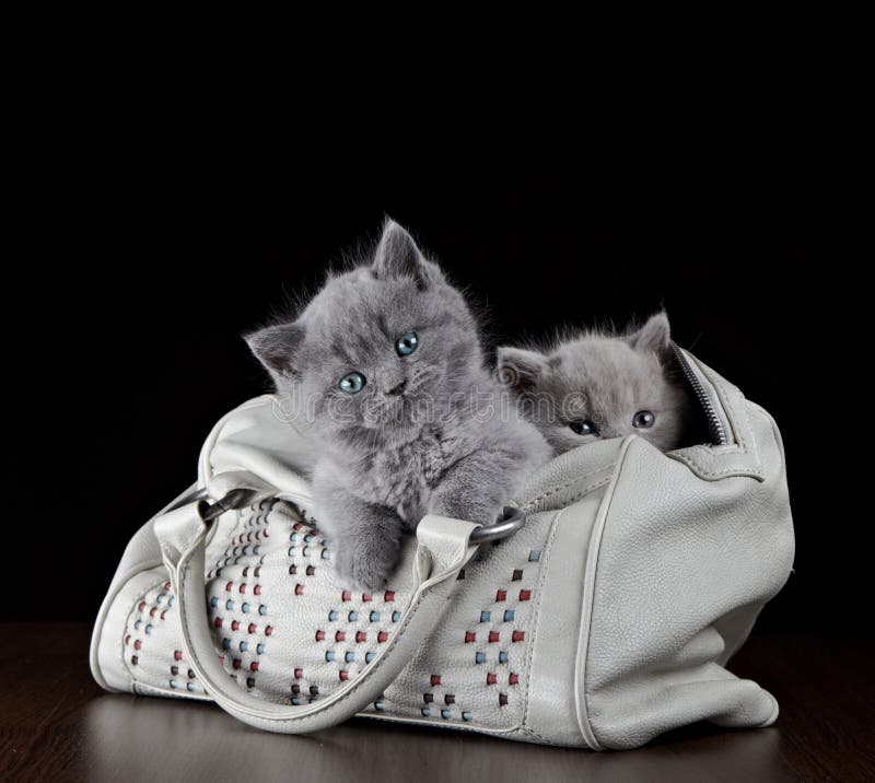 Kittens in Shopping Bag stock photo. Image of cats, playful 38311402
