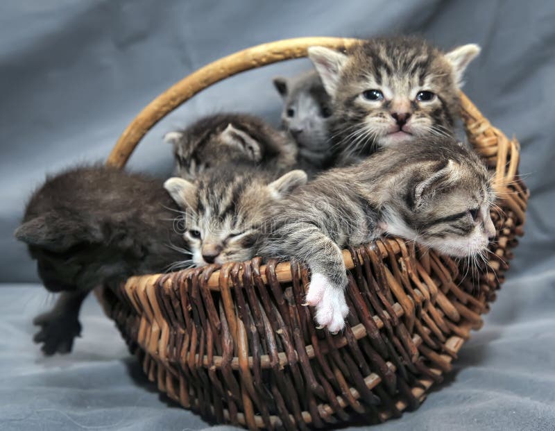 basket for kittens